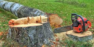 Best Tree Cabling and Bracing  in East Setauket, NY