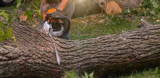 Best Weed Control  in East Setauket, NY