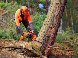 Best Aeration Services  in East Setauket, NY