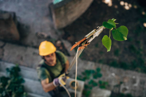 Best Hazardous Tree Removal  in East Setauket, NY