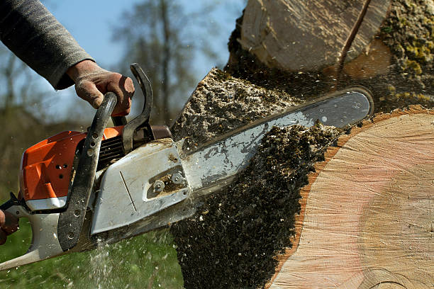 Best Fruit Tree Pruning  in East Setauket, NY